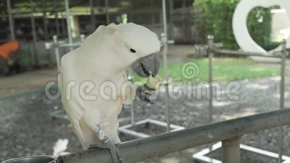 大白鹦鹉吃香蕉股票录像视频的预览图