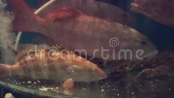 餐厅鱼缸里的鱼出售给食客视频的预览图