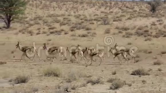 在非洲狩猎野生动物群中奔跑视频的预览图