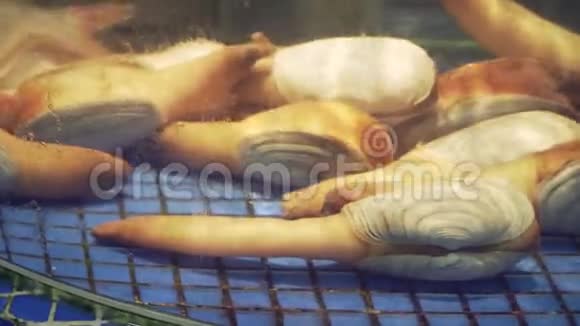 食肆鱼缸内的蛤蜊出售给食客视频的预览图