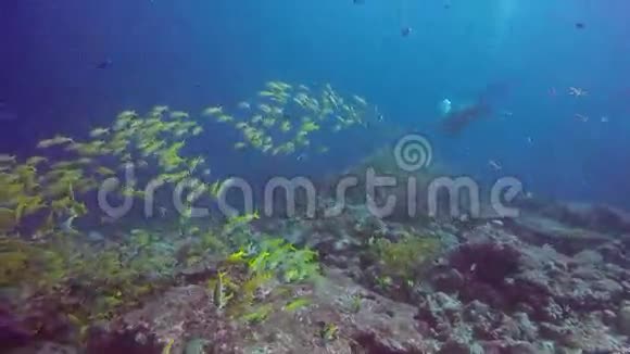 曼塔雷和潜水员在水下放松穿着条纹鱼在海洋中的学校鱼视频的预览图