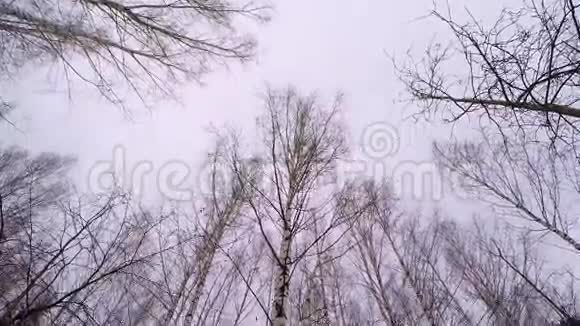 俄罗斯冬季桦树林四月白桦林冬天黑白色的阿斯彭森林阳光明媚的冬天桦树林视频的预览图