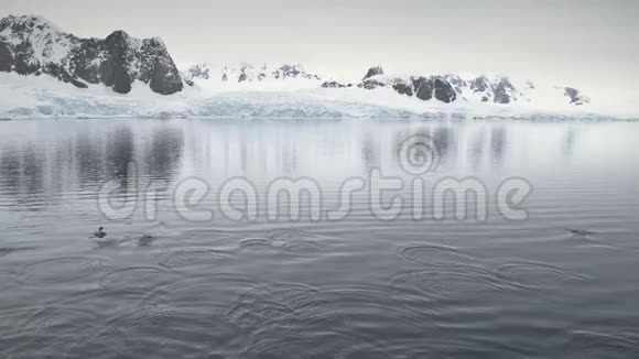 企鹅在南极洲海洋中跳跃空中射击视频的预览图