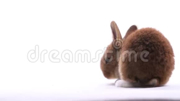 白色背景上分离的红兔视频的预览图
