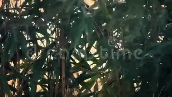 风中的竹类植物视频的预览图