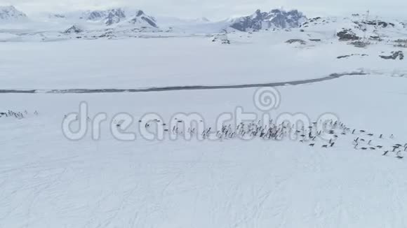 移动企鹅群南极洲空中射击视频的预览图