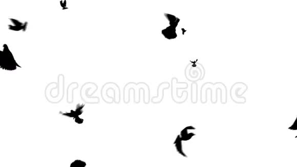 大量鸟类在白色背景高清1080上朝不同方向飞行视频的预览图