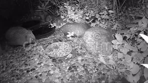 刺猬夏天晚上在花园里寻找猫食视频的预览图