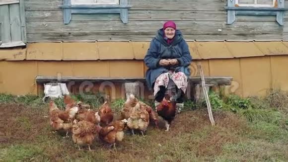 老奶奶喂村鸡视频的预览图