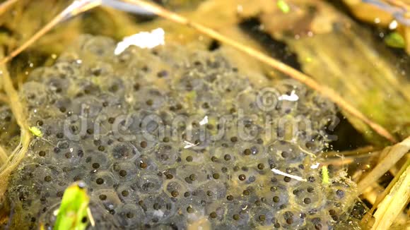 一只青蛙在一个小池塘里产卵视频的预览图