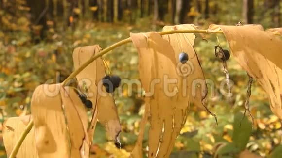秋天的树枝上有黄色的叶子和浆果视频的预览图