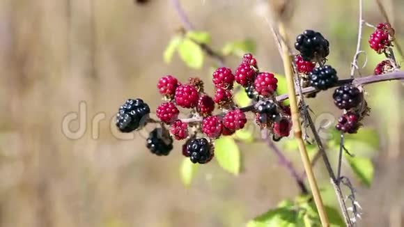 夏日里的野生黑莓视频的预览图