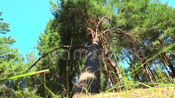 坠落的松树从底部看视频的预览图