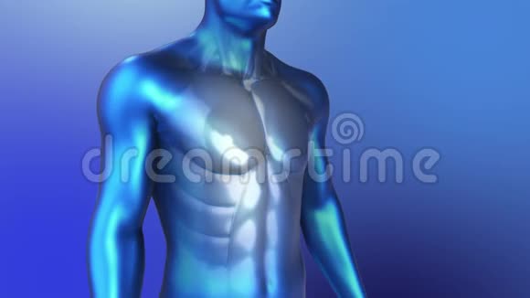3D人类解剖学循环背部和躯干肌肉动画的蓝色风格视频的预览图