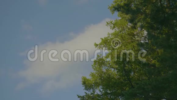 绿色的桦树叶子在蓝天背景上的阳光下闪闪发光美丽的秋树和蓝天视频的预览图
