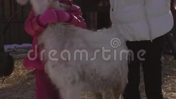 一个中年妇女喂一只小山羊女人强迫山羊站在他的后腿上她给他喂了一根胡萝卜山羊喜欢胡萝卜视频的预览图