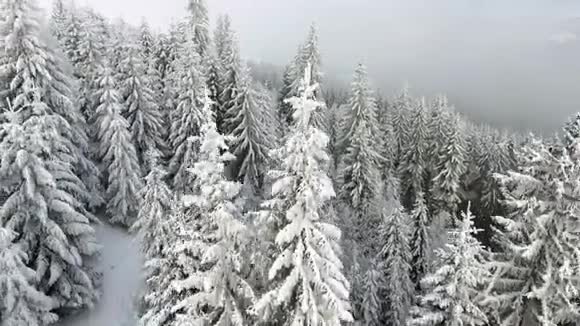 冬季景观飞越满山积雪的树木视频的预览图