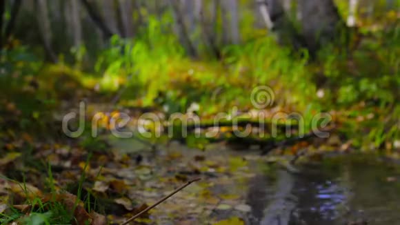 一条小溪流过一片阳光明媚的秋林烟香熏着后续工作视频的预览图