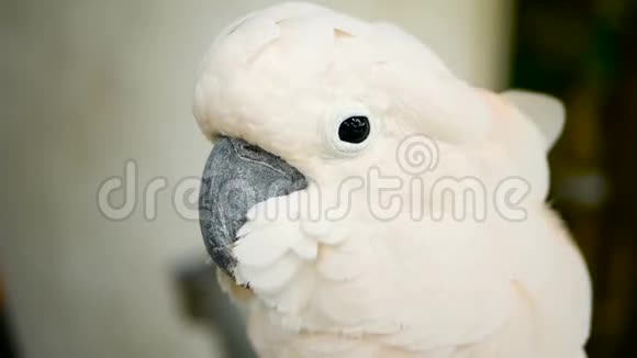 莫鲁坎或伞冠鹦鹉印度尼西亚群岛热带雨林特有鸟类白鹦鹉肖像视频的预览图