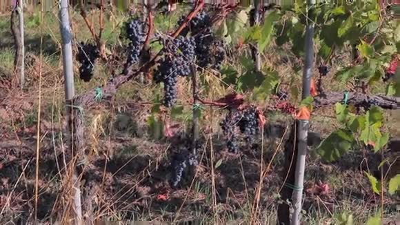 成熟的黑葡萄在葡萄树枝和茂盛的绿色葡萄叶在阳光下视频的预览图