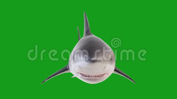 鲨鱼慢动作绿色屏幕背景视频的预览图