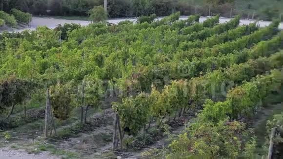 一排排葡萄藤在酿酒场的田野里视频的预览图