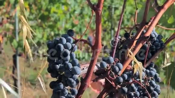 在葡萄园里用成熟多汁的大串葡萄做葡萄酒视频的预览图