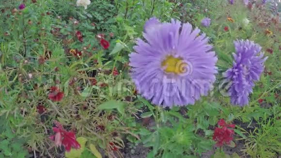 美丽的菊花视频的预览图