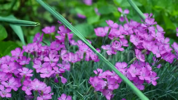 美丽的紫色花朵苔藓山苔藓粉红色矮粉红色地面粉红色视频的预览图