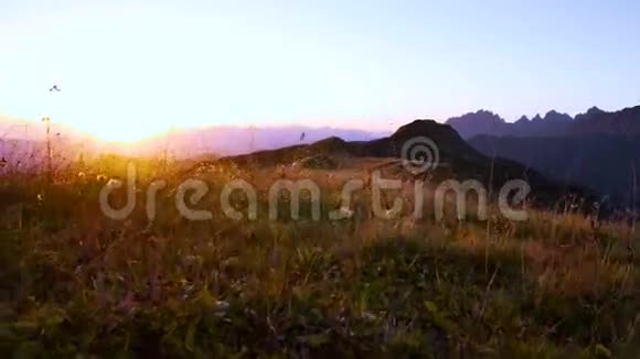 黄秋草在风中摇曳金色的山冈在夕阳中摇曳视频的预览图