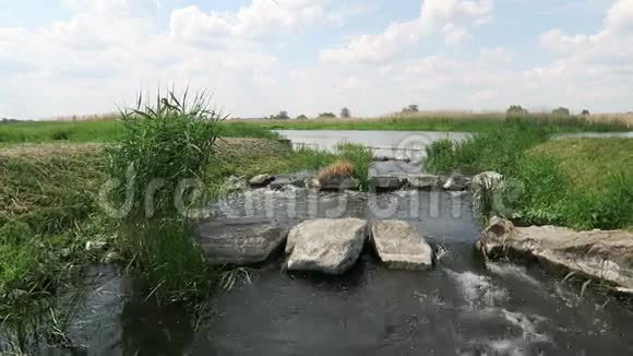夏天的哈维尔河历史针堰哈弗兰德国勃兰登堡鱼视频的预览图