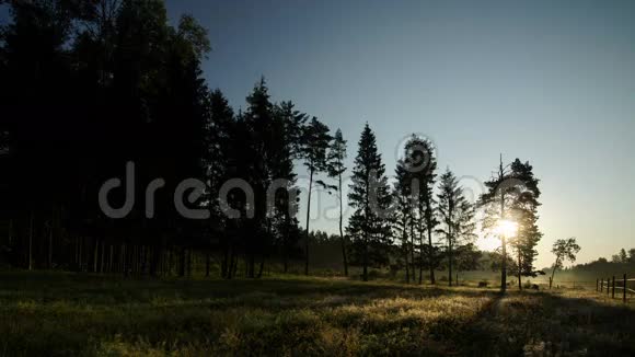 黎明在森林时间流逝视频的预览图