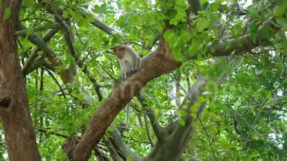 菲律宾泰国野生猴子在雨林中跳过树木视频的预览图