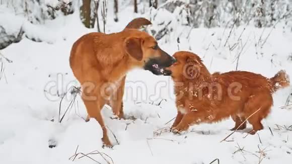 两只狗在雪地里打架两只狗互相咬跑滚狗生活方式对抗概念视频的预览图