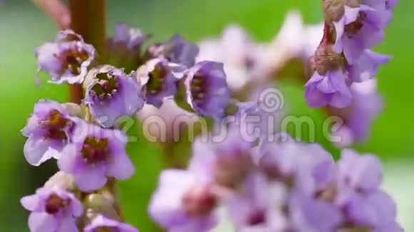 野花花蕾花朵特写视频的预览图