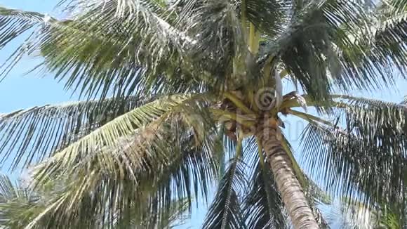 棕榈树对抗蓝天视频的预览图