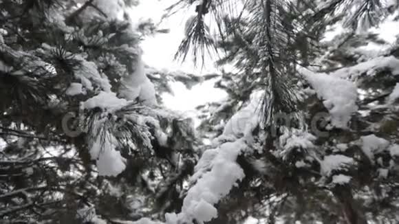 森林中的树木覆盖着冬天的雪视频的预览图