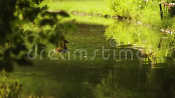 鸭子和小鸭子一起走漂浮在池塘的水中和谐自然视频的预览图
