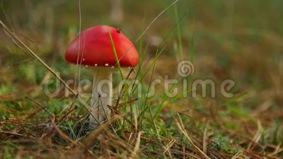 欧洲森林中有毒红蘑菇视频的预览图