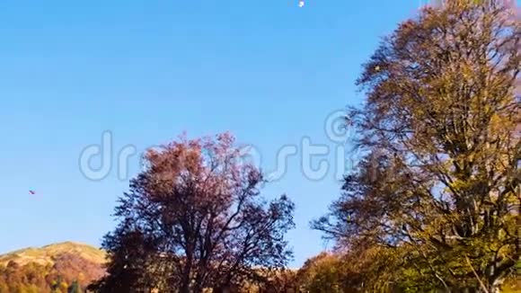 向下移动秋天的森林山毛榉树梢上的橙色叶子和蓝天视频的预览图