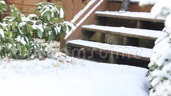 下着大雪走下楼梯的女子特写镜头视频的预览图