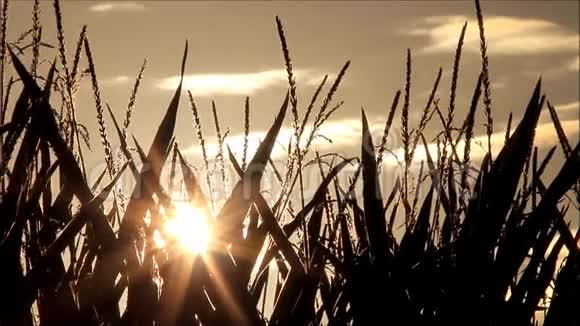 日出玉米地背景视频的预览图