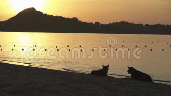 泰国苏梅岛拉迈海滩日出背景下的狗的股票录像视频的预览图