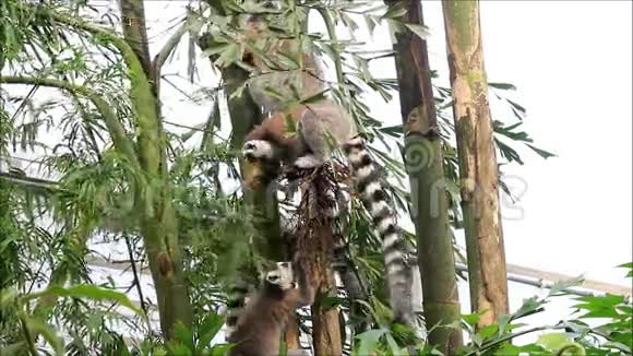 野生动物公园里树上的一只猴子视频的预览图