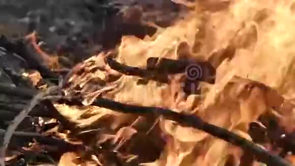 森林篝火燃烧视频的预览图