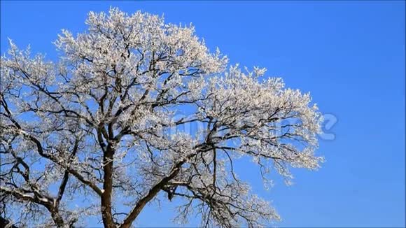 冬天的风景树在蓝天上的霜冻视频的预览图
