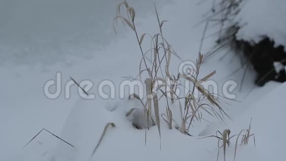冬天干枯的黄色野草慢速视频视频的预览图