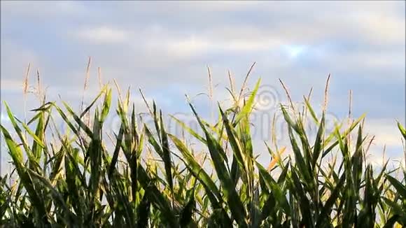 玉米地对抗天空和云彩视频的预览图