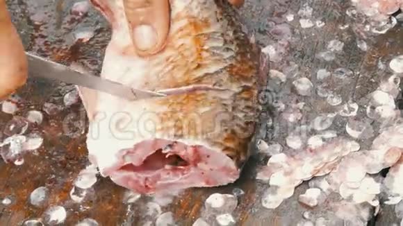 一个渔夫把一条活泼的大鱼切成碎片清洗淡水鱼以作进一步烹饪视频的预览图