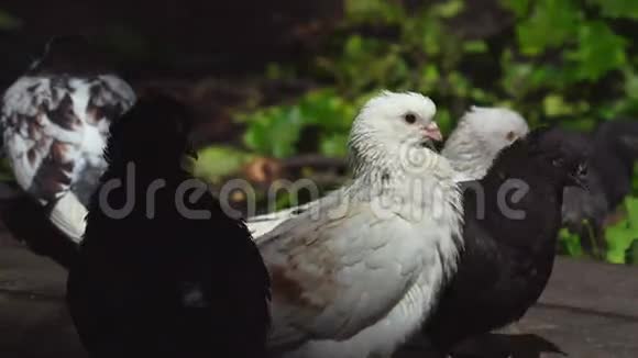 一群五颜六色的家鸽坐在一个木平台上鸽子吃了现在坐着清理羽毛视频的预览图